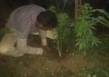 القبض على حارس عقار زرع ٣٢ شجرة بانجو محل عملة بسوهاج (صور) 3