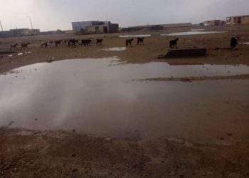 صور.. هطول أمطار غزيرة على مدينة الشلاتين وسط فرحة الأهالى 1