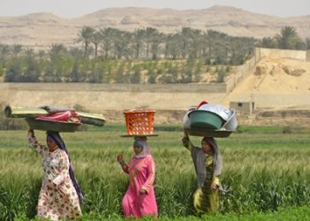 الريف المصري تطلق مبادرة لتشجيع زراعة المحاصيل الشتوية الإستراتيجية 