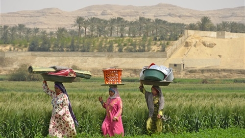 الريف المصري تطلق مبادرة لتشجيع زراعة المحاصيل الشتوية الإستراتيجية 