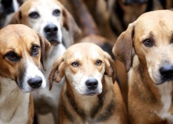 ابحث مع الشرطة.. فرنسا تجري DNA على 67 كلبا لمعرفة المتسبب في وفاة سيدة 4