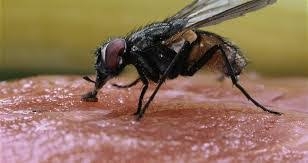 الصحة تعلن خطتها لترصد الحشرات ومكافحة نواقل الأمراض 12