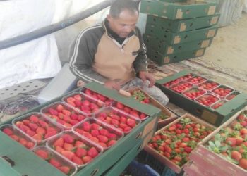 ارتفاع صادرات مصر الزراعية لأكثر من 4.8 مليون طن 5
