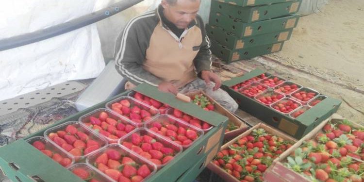 ارتفاع صادرات مصر الزراعية لأكثر من 4.8 مليون طن 1