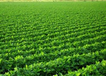 أستاذ اقتصاد زراعي: استصلاح أراضي سيناء سيضيف 400 ألف فدان إلى الرقعة الزراعية 1