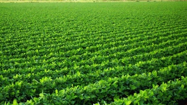 أستاذ اقتصاد زراعي: استصلاح أراضي سيناء سيضيف 400 ألف فدان إلى الرقعة الزراعية 1