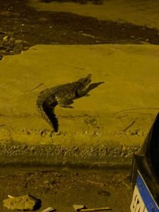حالة رعب بعد ظهور تمساح طوله متر ونصف في شوارع أكتوبر (فيديو وصور) 2
