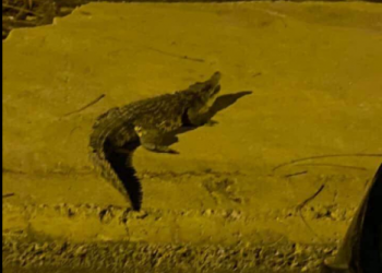 حالة رعب بعد ظهور تمساح طوله متر ونصف في شوارع أكتوبر (فيديو وصور) 3