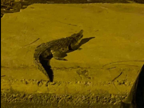 حالة رعب بعد ظهور تمساح طوله متر ونصف في شوارع أكتوبر (فيديو وصور) 1