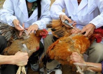 الزراعة تكشف حقيقة إنتشار انفلونزا الطيور.. وظهور حالات مرضية 2