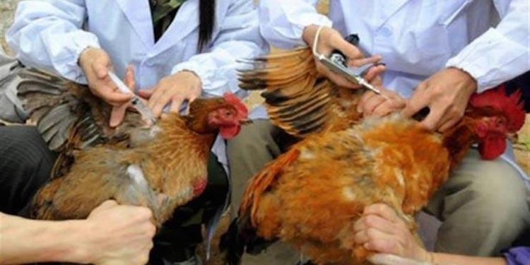 الزراعة تكشف حقيقة إنتشار انفلونزا الطيور.. وظهور حالات مرضية 1