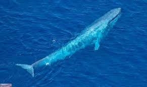 صوت الحوت الازرق