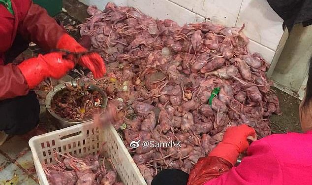 صور سوق ووهان للحيوانات البرية بؤرة انتشار فيروس كورونا بالصين 1