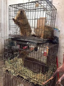 صور سوق ووهان للحيوانات البرية بؤرة انتشار فيروس كورونا بالصين 5