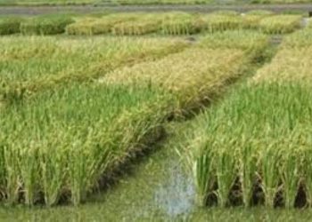 مفيش حظر لزراعة الأرز .. نفس مساحة العام الماضي دون نقصان 1