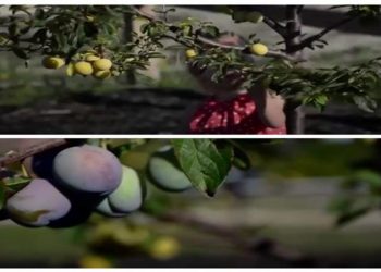 أمريكي يزرع شجرة تنتج 40 نوعا من الفاكهة