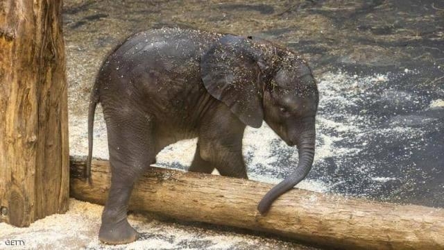 فيل رضيع سقط في بئر بالهند - أرشيفية