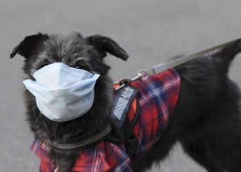 كورونا لا يرحم.. إصابة أول كلب بالفيروس في هونج كونج 2