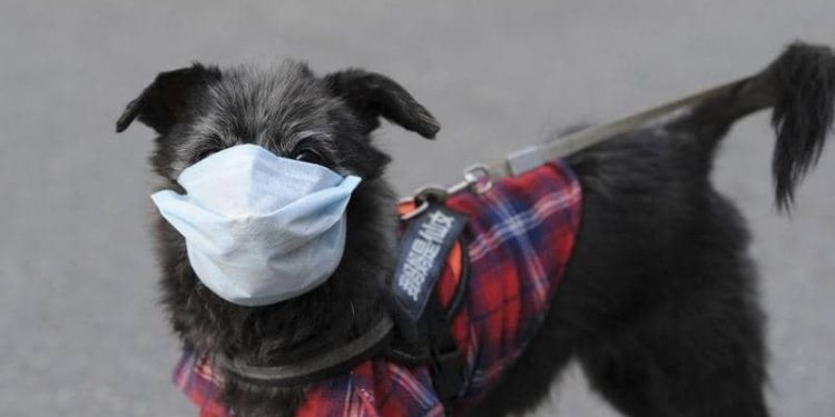 كورونا لا يرحم.. إصابة أول كلب بالفيروس في هونج كونج 1