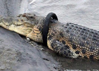 "لم يهتم أحد".. إلغاء مسابقة "تحرير عنق تمساح" في إندونيسيا 4