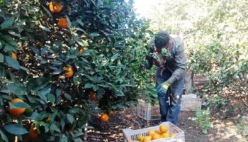 "وزارة الزراعة ":برنامج إرشادي لرى وتسميد ومكافحة شجر البرتقال لزيادة الإنتاج 1