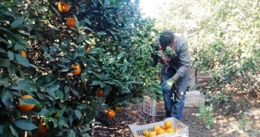 "وزارة الزراعة ":برنامج إرشادي لرى وتسميد ومكافحة شجر البرتقال لزيادة الإنتاج 1
