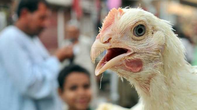 الخدمات البيطرية تحصين 2.9 مليون رأس طائر ضد أنفلونزا الطيور 1
