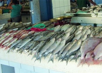 ضبط 61 طنا من الأسماك غير صالحة للاستهلاك الآدمي بالبحيرة 3