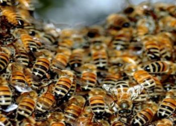 بالفيديو ..حوالي 40 ألف من النحل الأفريقي تغلق مبنى كاملاً في كاليفورنيا 4