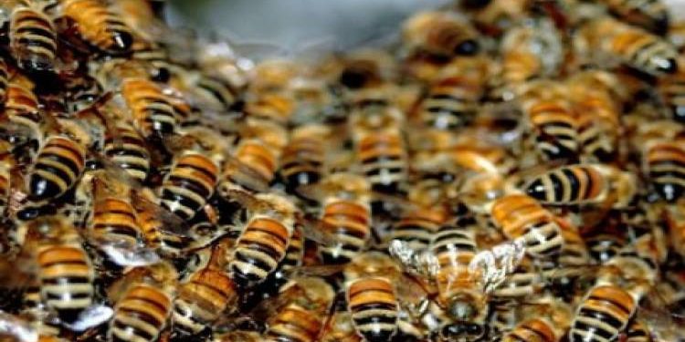 بالفيديو ..حوالي 40 ألف من النحل الأفريقي تغلق مبنى كاملاً في كاليفورنيا 1