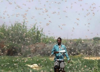 الجراد يغزو الصومال