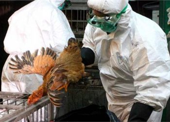 السعودية تتخلص من 35 ألف طائر ضمن بؤرة الإصابة بإنفلونزا الطيور
