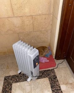 صاحب قطة.. مرضيش يسيبها في البرد وشغل لها الدفاية خارج الباب 1
