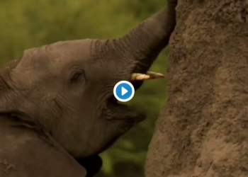 فيل يأكل التراب