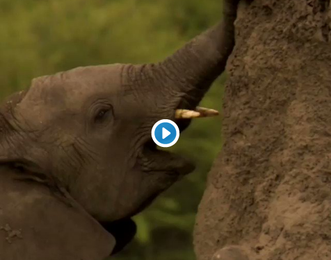 فيل يأكل التراب