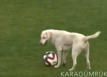 كلب يقتحم ملعب مباراة