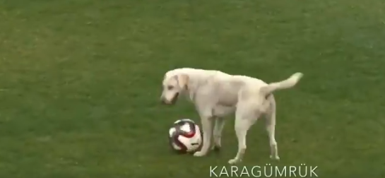 كلب يقتحم ملعب مباراة