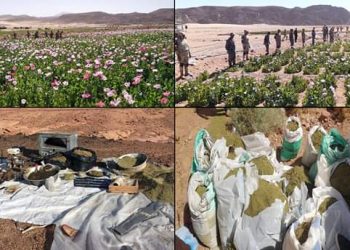 تدمير 43 مزرعة بانجو في حملة أمنية للقوات المسلحة والداخلية بوسط وجنوب سيناء 1