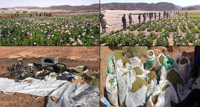 تدمير 43 مزرعة بانجو في حملة أمنية للقوات المسلحة والداخلية بوسط وجنوب سيناء 1