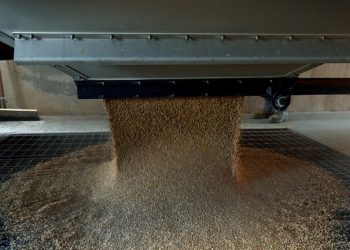 وزارة الزراعة السعودية: الاحتياطي الاستراتيجي من القمح يتجاوز مليون طن 1