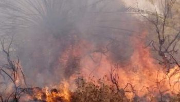 السيطرة على حريق أشجار وحشائش داخل حديقة بـ 15 مايو 2