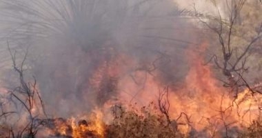 السيطرة على حريق أشجار وحشائش داخل حديقة بـ 15 مايو 1