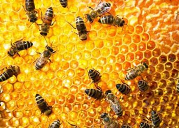 الزراعة تصدر الوصايا العشر لمربى النحل لمواجهة الظروف الجوية المتقلبة 2