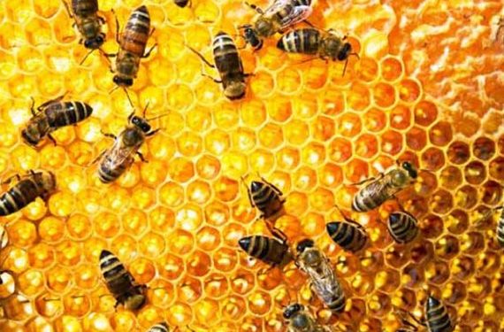 بالفيديو.. أستاذ بمركز البحوث الزراعية: النحل 20 ألف نوع 8% منها فقط تنتج عسل 1