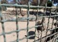 بالصور..حديقة حيوان الإسكندرية بدون زائرين 3