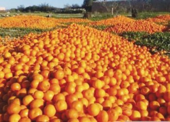 ثمرة البرتقال- ارشيفية