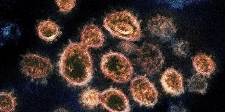 العلماء يكتشفون طريقة مفاجئة لانتقال الفيروس التاجي 1