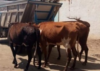 ضبط لص سرق 3 أبقار من جزار بمحافظة قنا 5