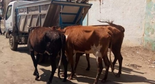 ضبط لص سرق 3 أبقار من جزار بمحافظة قنا 1