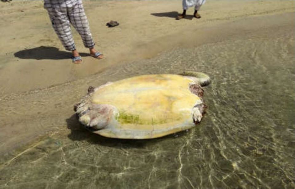 البيئة عن رصد سلحفاة نافقة بالبحر الأحمر: تعرضت للإفتراس من سمكة قرش 3